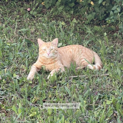 Photo of a cat found in Asnieres Sur Seine