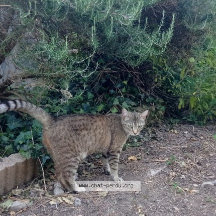 Photo of a cat found in Caen