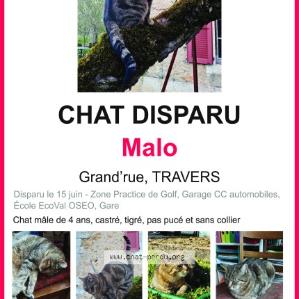 Foto 1/1 Malo Katze verloren in Travers
