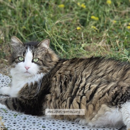 Photo of a cat found in Gallargues Le Montueux