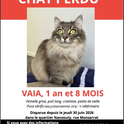 Photo of a cat found in Bordeaux