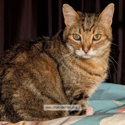 Photo of a cat found in St Symphorien De Lay