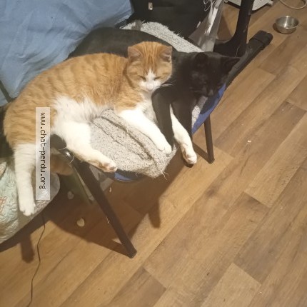 Photo of a cat found in Nancy
