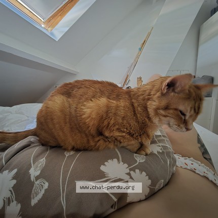 Photo of a cat found in Marcoussis