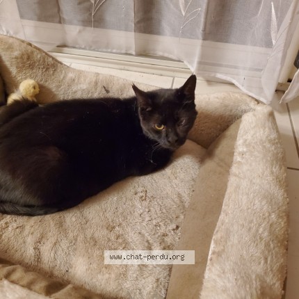 Photo of a cat found in Crossac