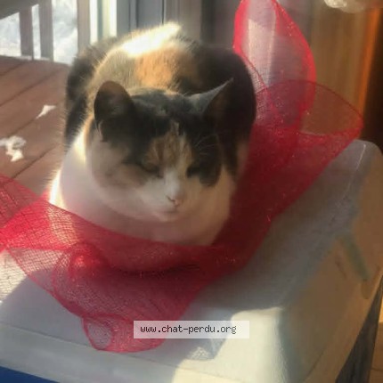 Photo 1/1 Aurélie Cat lost in Delson