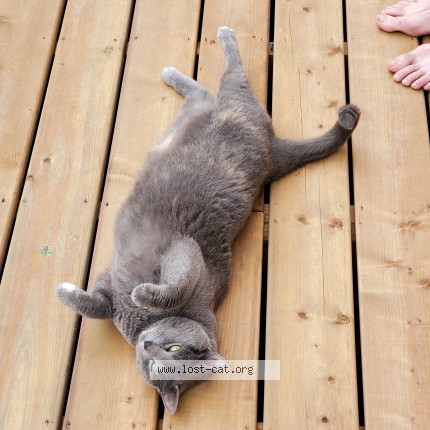 Photo 1/1 nix Cat lost in North York