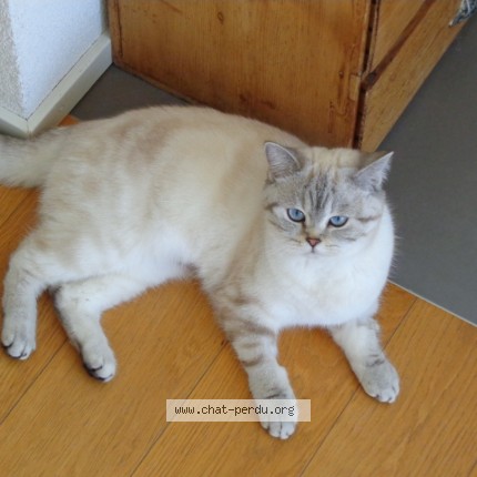 Foto 1/1 Yukina Gatto smarrito a Bernex