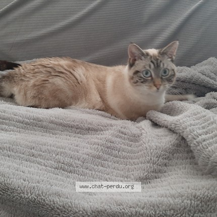 Foto 1/1 Az Kat vermist in Antoing