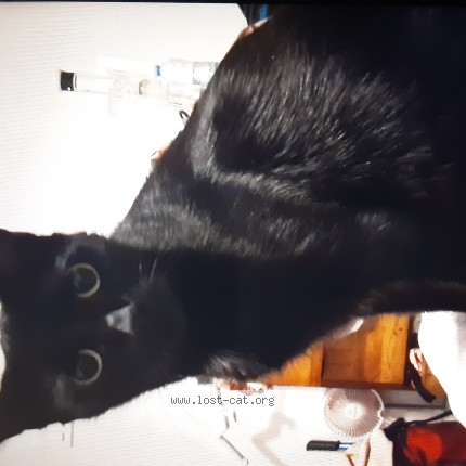 Photo 1/1 prada Cat lost in Brockville