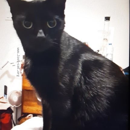 Photo 1/1 prada Cat lost in Brockville
