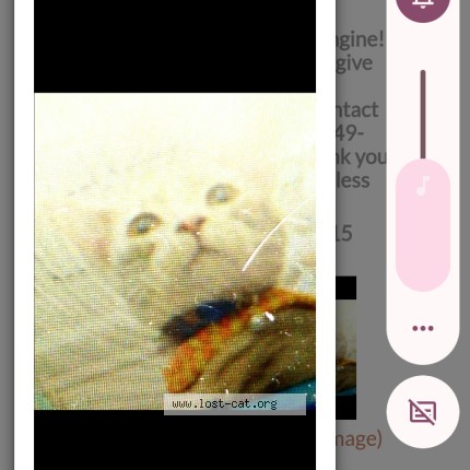 Photo 1/1 Smokey Cat lost in Garden Grove