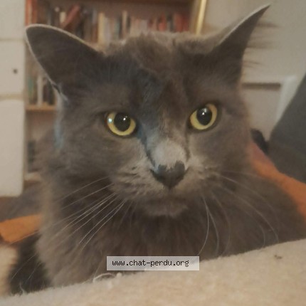 Photo of a cat found in Gaillac