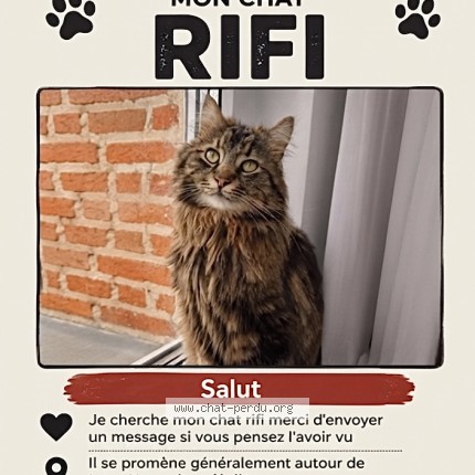 Foto 1/1 rifi Kat vermist in Sint Piter Leeuw