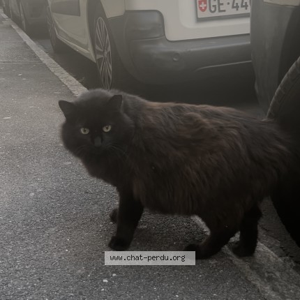 Foto 1/1 Gatto trovato Trovato a Geneve