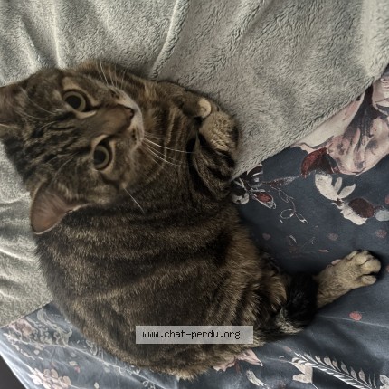 Photo of a cat found in Port Louis