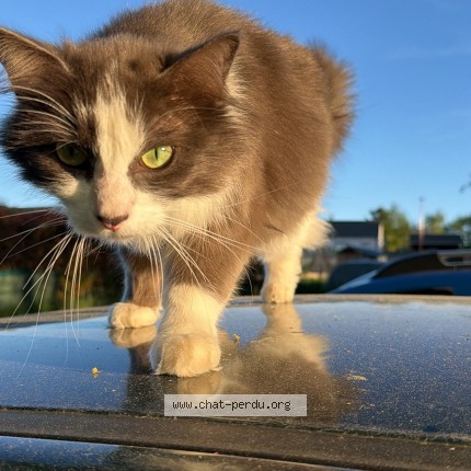 Photo of a cat found in Pulverieres
