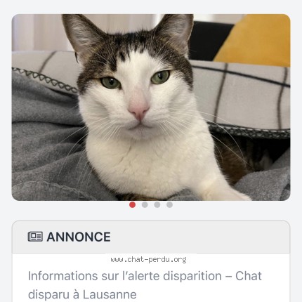 Foto 1/1 SAM Katze verloren in Lausanne