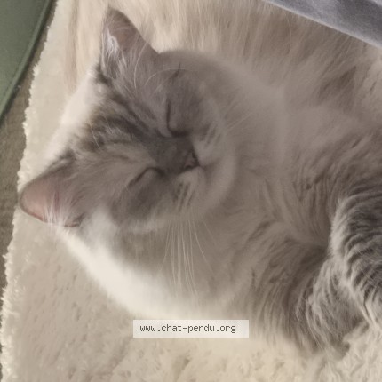 Photo of a cat found in Andresy
