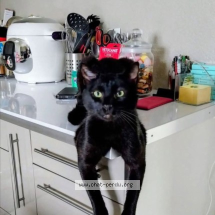 Photo of a cat found in Herimenil