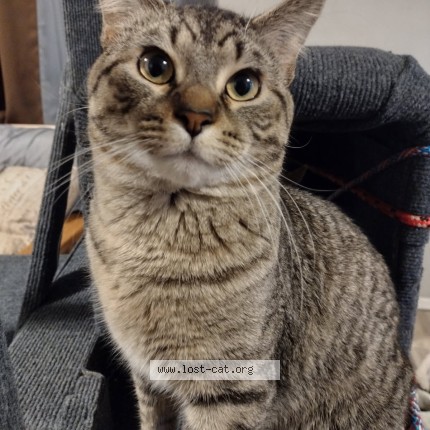 Photo 1/1 Mclovin Cat lost in Blaine