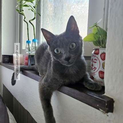 Photo of a cat found in Madrid