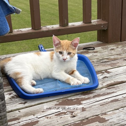 Photo 1/1 Found cat Found in St Robert