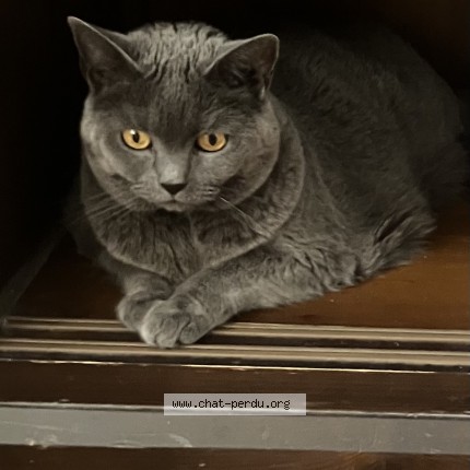 Foto 1/1 fluffy Katze verloren in Luxembourg