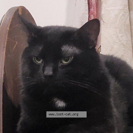 Photo 2/3 Abyss Cat lost in Ingleside