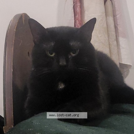 Photo 3/3 Abyss Cat lost in Ingleside