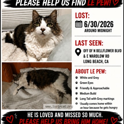 Photo 1/1 Le Pew Cat lost in Long Beach