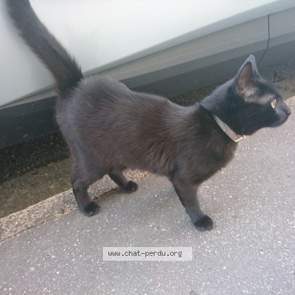 Photo of a cat found in Nancy