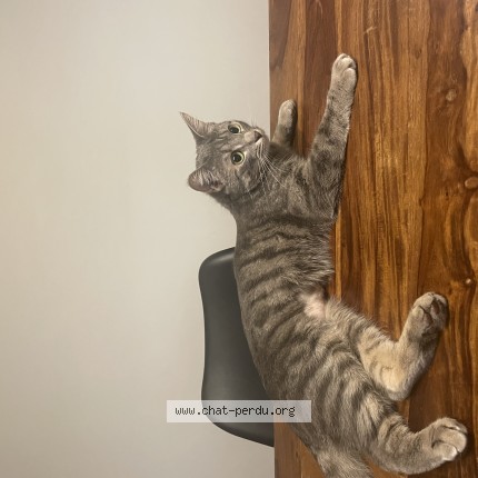 Photo of a cat found in Morsang Sur Orge