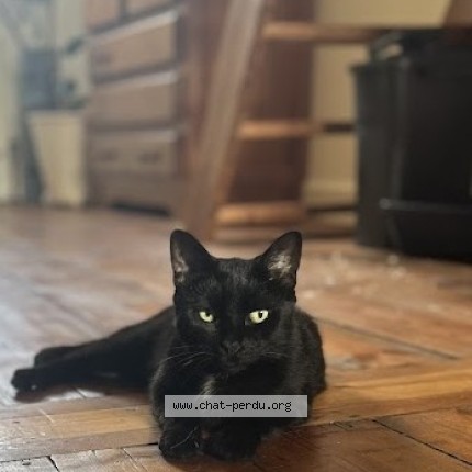 Photo of a cat found in Lille