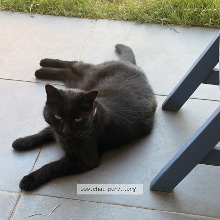 Photo of a cat found in Le Haillan