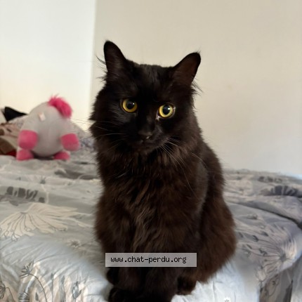 Photo of a cat found in Paris