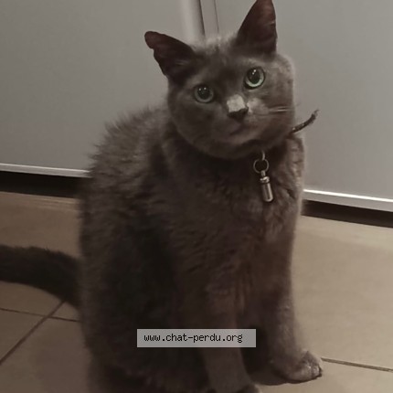 Photo of a cat found in Paris