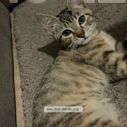 Photo of a cat found in Rennes