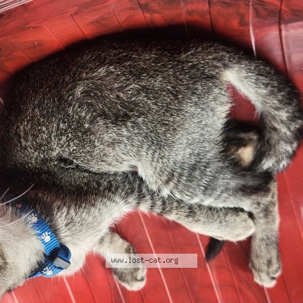 Photo 2/2 Found cat Found in Bangalore