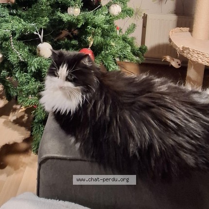 Foto 1/1 Kat teruggevonden Vermist in Uccle