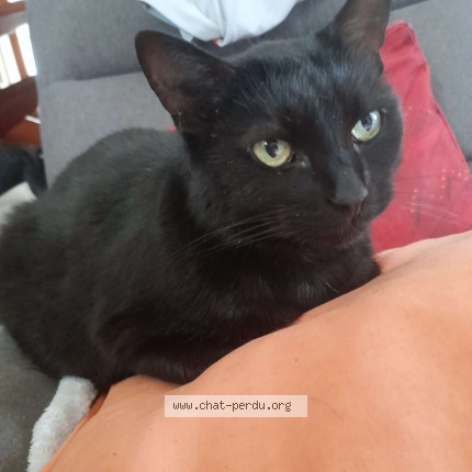Photo of a cat found in Gaillon