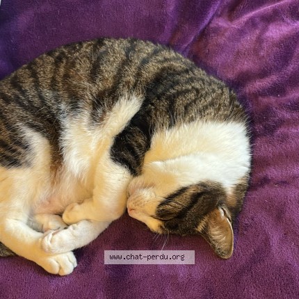 Photo of a cat found in Reims