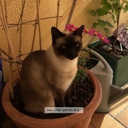 Photo of a cat found in Dijon