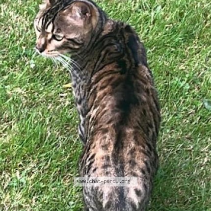 Photo of a cat found in Gennevilliers