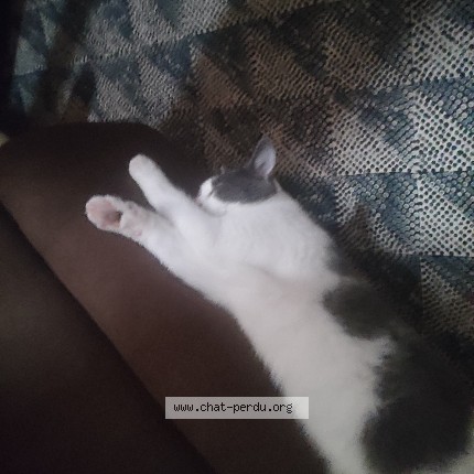 Photo of a cat found in Vierzon
