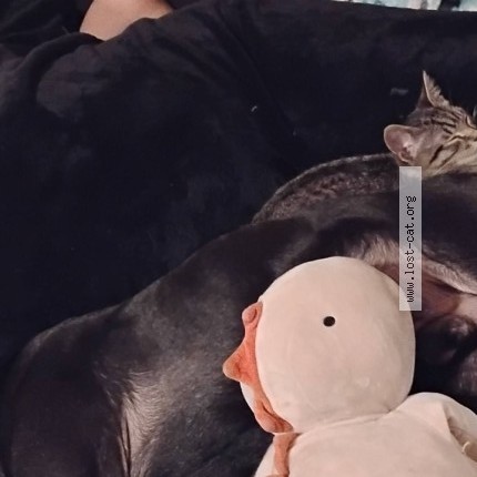 Photo 1/1 memphis Cat lost in St Paul