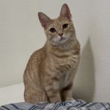Nala
