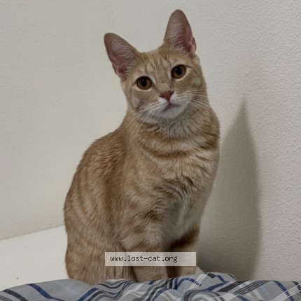 Photo 1/1 Nala Cat lost in Atlantic City