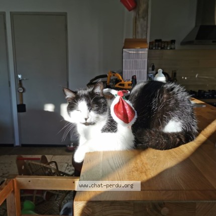 Photo of a cat found in Etormay
