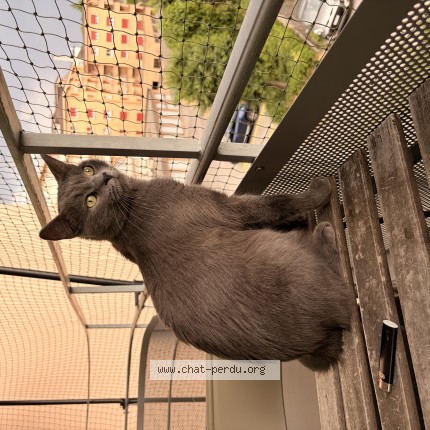 Foto 1/1 Wiedergefundene Katze Verloren in Lausanne